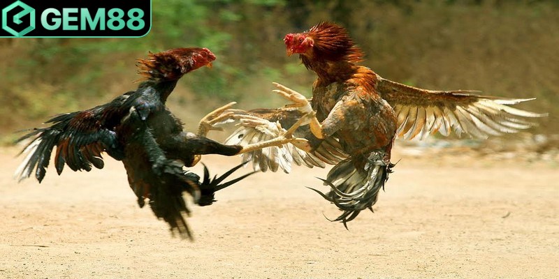 Đá gà Thomo diễn ra liên tục hàng ngày nhất định phải thử ngay