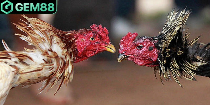 Đá gà Gem88 cung cấp cho khán giả những màn trình diễn hay