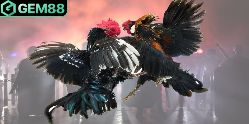 Theo dõi, cổ vũ cho chiến kê chỉ với một vài thao tác cơ bản nhất